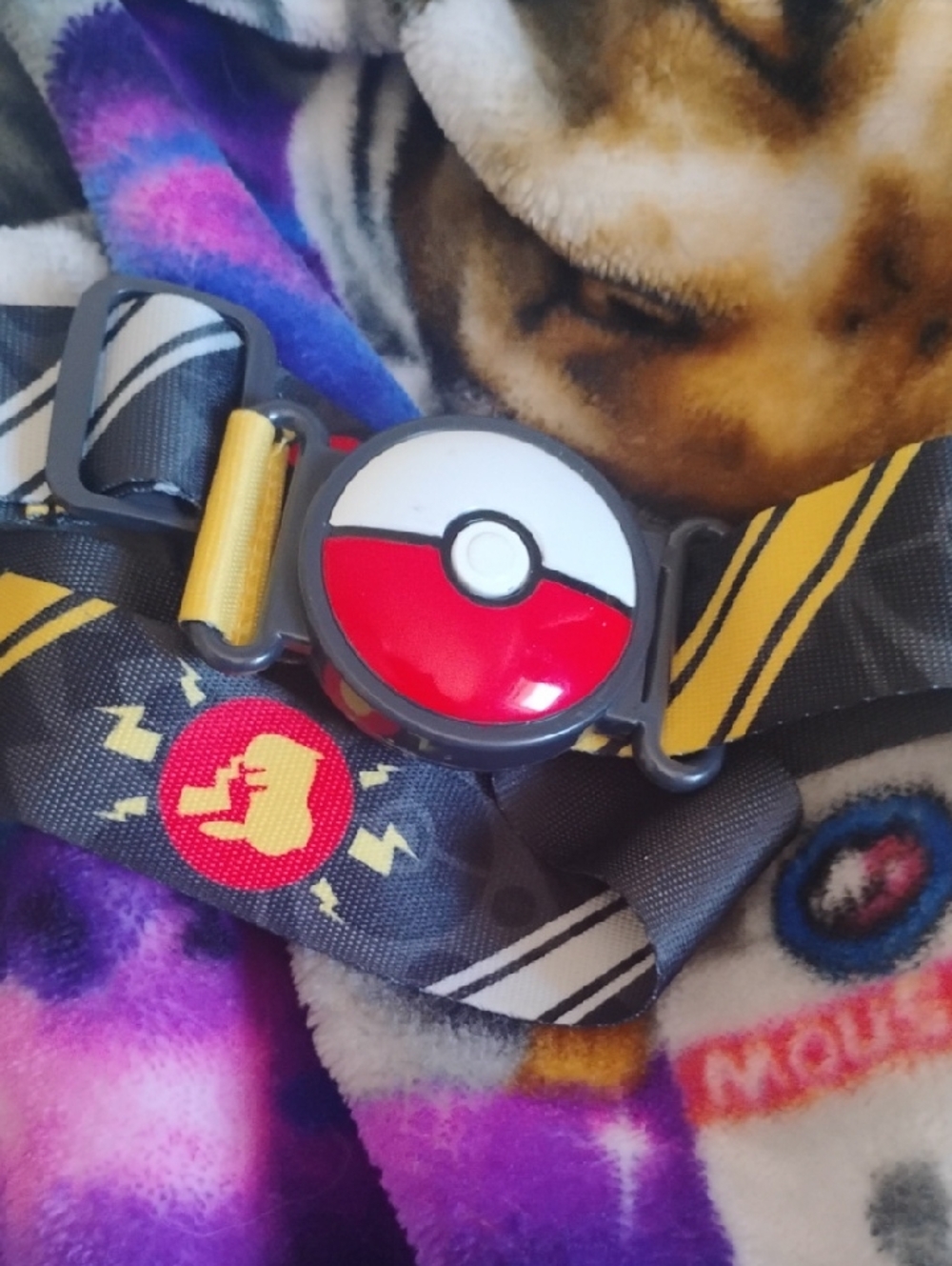 Pokemon Clip NGO Pikachu Belt Pocket Ball Yellow Black Adjustable 36-in Max